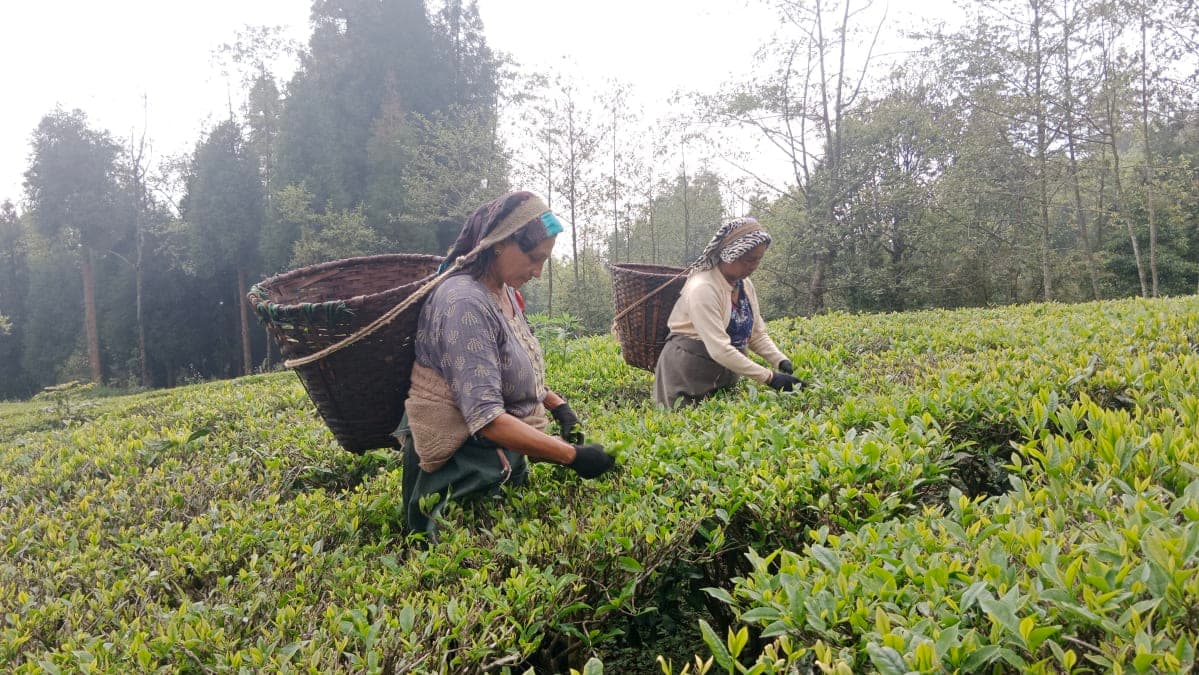 चिया निर्यात संकट समाधानका लागि सरकारले गठन गर्यो कार्यदल